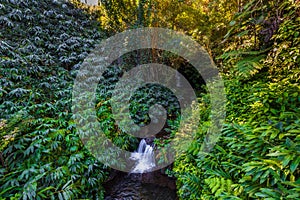 Small waterfall with greenery