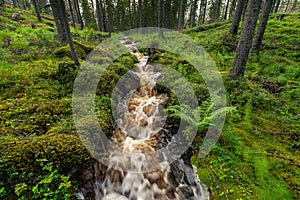 Small waterfall in a lush green fir forest in Sweden