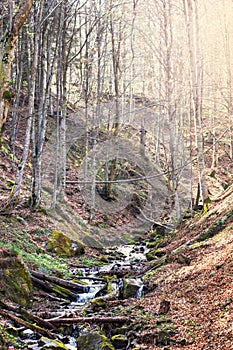 A small waterfall. Mountain river in the Carpathians.