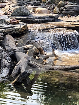 Small waterfall over rocks and sticks