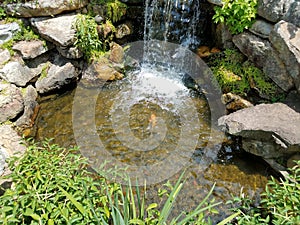 Small waterfall and rocks and large fish