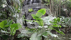 Small waterfall in the tropical jungle