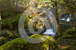 Small waterfalls and rain forest