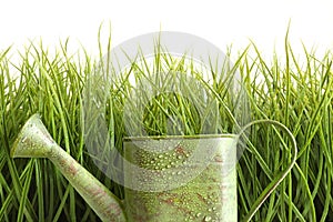 Small watering can with tall grass against white