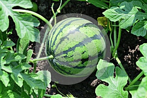 Small watermelon growing in the garden