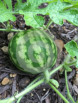 Small watermelon growing on the vine photo