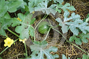 A small watermelon grows on a bed covered with straw.