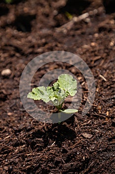 Small watermelon plant in a vegetable garden