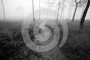 Small way in meadow to pine forest with fog background