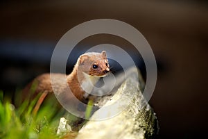 A small weasel photo