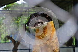 Small weasel in a cage