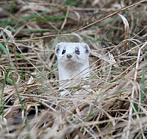 A small weasel (mustela nivalis) predator in the wild
