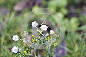 Small weeds instead of snow in my garden in januar