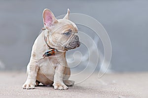 Small 7 weeks lilac fawn colored French Bulldog dog puppy wearing a bow tie sitting in front of gray wall