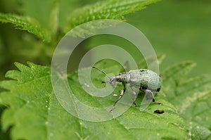 A small Weevil Phyllobius perching on a stinging nettle leaf.