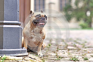 Small well behaved fawn French Bulldog dog sitting in city street with blurry background