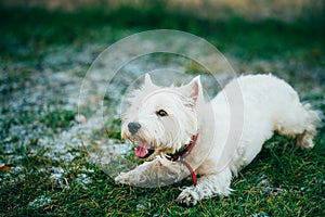 Small West Highland White Terrier - Westie, Westy