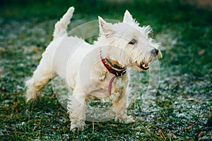 Small West Highland White Terrier - Westie, Westy