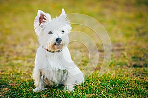 Small West Highland White Terrier - Westie, Westy