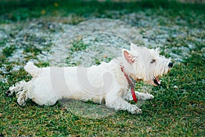 Small West Highland White Terrier - Westie, Westy