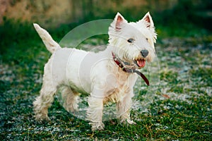 Small West Highland White Terrier - Westie, Westy Dog