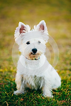 Small West Highland White Terrier - Westie, Westy Dog