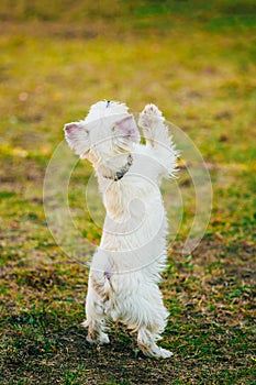 Small West Highland White Terrier - Westie, Westy Dog