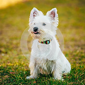 Small West Highland White Terrier - Westie, Westy Dog