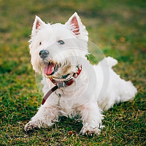 Small West Highland White Terrier - Westie, Westy Dog