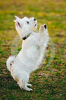 Small West Highland White Terrier - Westie, Westy