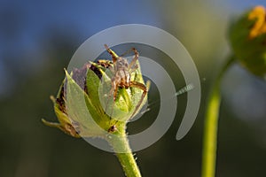 Small Western Lynx Spider on a Sunflower Bud