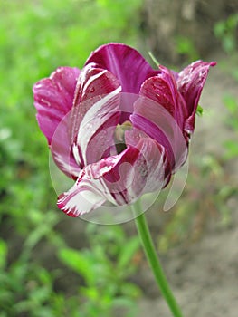 A small wet purple tulip
