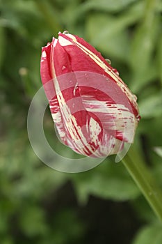 A small wet red-white tulip