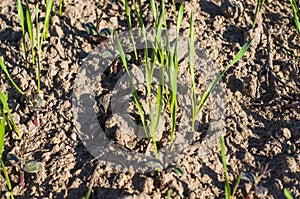 Small wheat plant