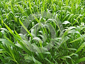 Small wheat plant for agriculture use for agriculture products advertising