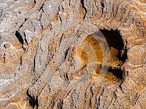 Small whelks and a round rock formation on a beach