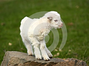 Baby goat on a rock photo