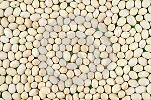 Small white beans of Nevi variety close-up. Macro shot photo
