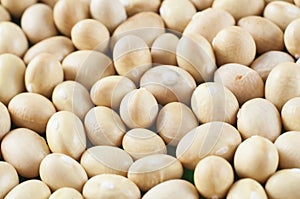 Small white beans of Nevi variety close-up. Macro shot