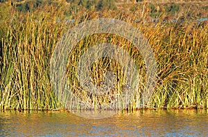 Small white-bellied birds in a reed bed, ivars, lerida, spain, europe