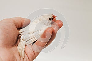 Small white bird zebra finch in hand