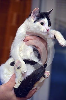 Small white with black cat in  arms
