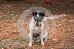 A small white and black dog with a fox-like face and a collar.