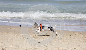 A small white and black dog in a jump for the ball. Active dogs. Playful dogs. Leisure on the beach