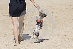 A small white and black dog jumps up to take the ball from the hands of its owner. Leisure on the beach