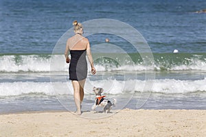 A small white and black dog jumps up to take the ball from the hands of its owner. Leisure on the beach