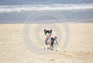 A small white and black dog looks at the sea, standing on a sandy beach