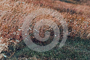 Small white and blue flowers in a needlegrass field during windy weather