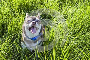 A small white and brown chihuahua dog in grass. Little dog in summer park. Outdoor walk of little doggie. Doggy haircut