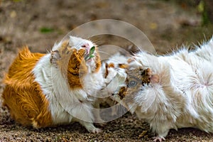 Small white and brown guinea pig eats his food